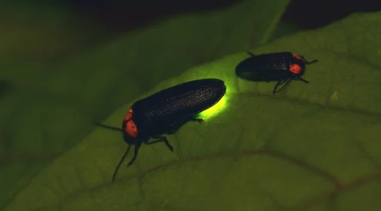 ほたる